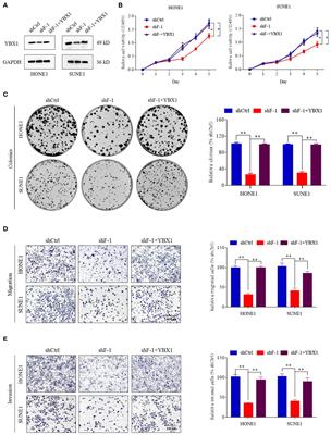 Corrigendum: LncRNA FOXD3-AS1 promotes the malignant progression of nasopharyngeal carcinoma through enhancing the transcription of YBX1 by H3K27Ac modification